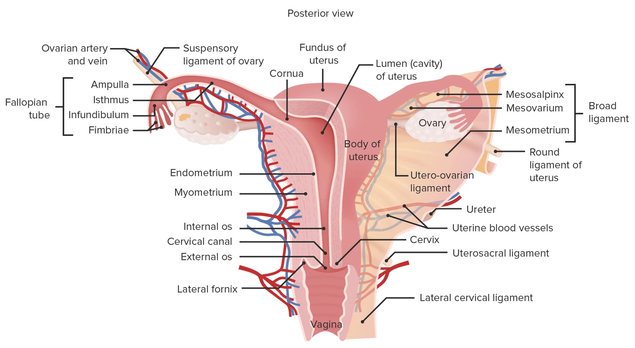 The Role of Endometrial Hyperplasia in Overgrowth of the Uterine Lining